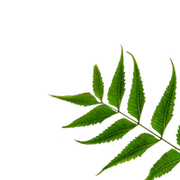 Leaf Pattern