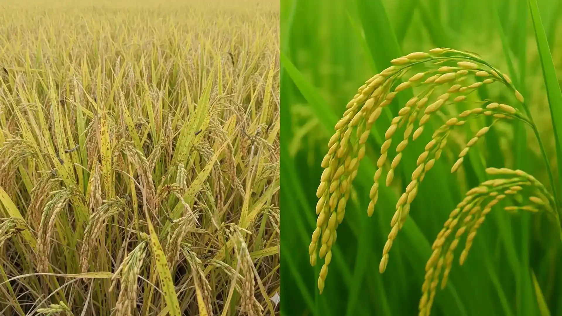 Stronger Growth, Safer Crops